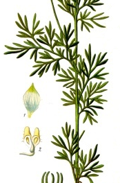 Gr. melanthion, or the long history of Nigella Sativa