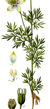 Gr. melanthion, or the long history of Nigella Sativa