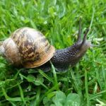 Snails, culture and nutrition