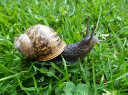 Snails, culture and nutrition